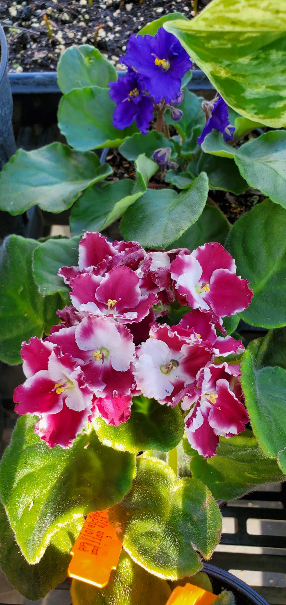 Violeta africana