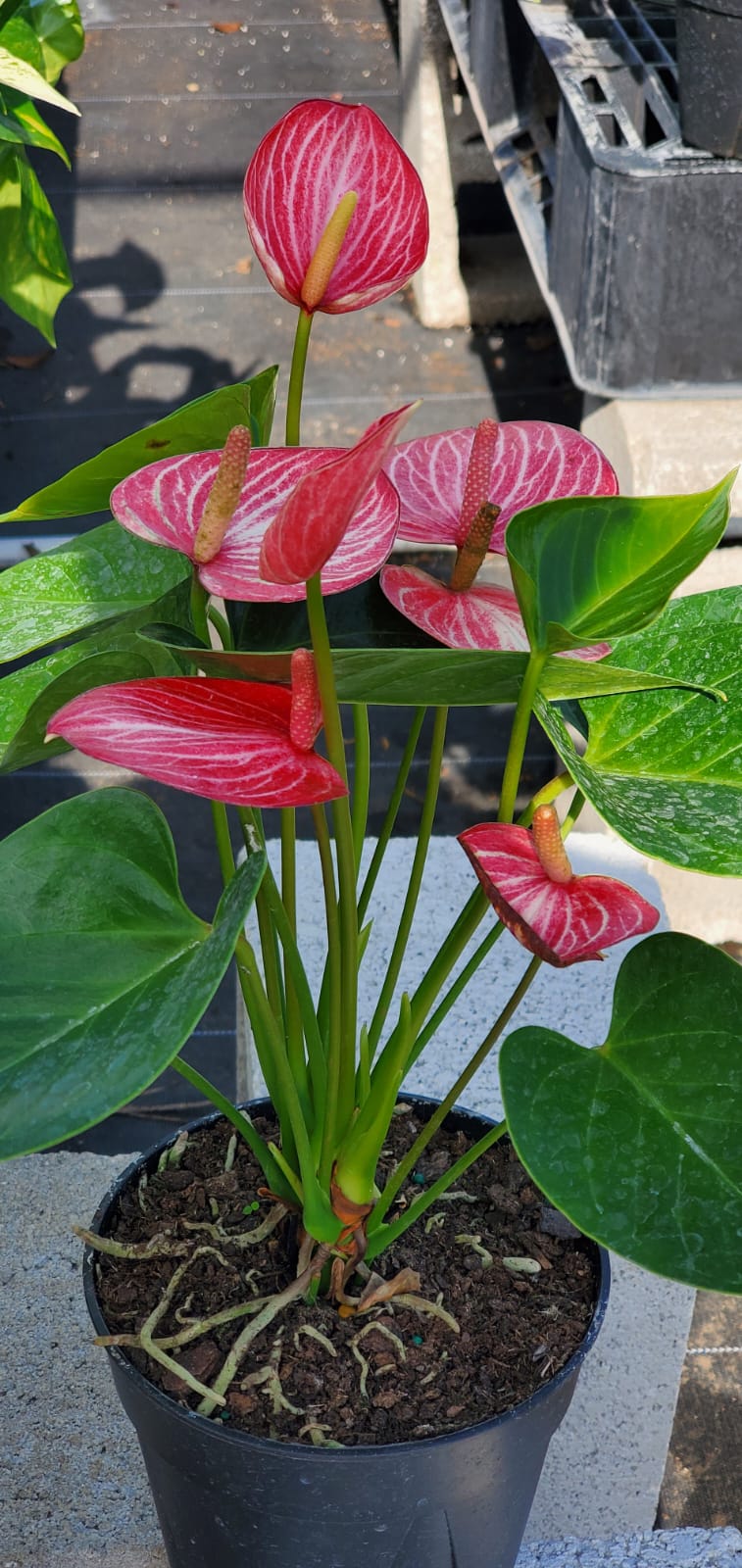 Anthurium