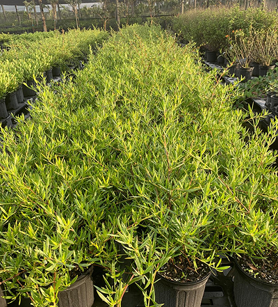 Beach Creeper (Golden Coral Pink)