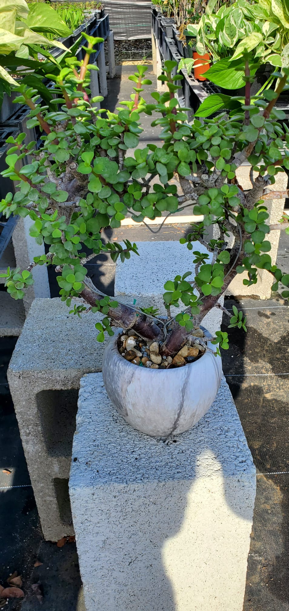 Bonsái de Jade (modelo de corazón)