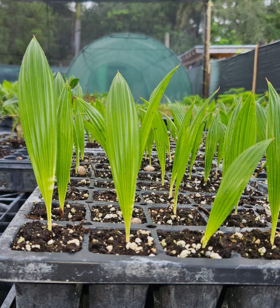 indoor fan palm plants Chinese Fan Palm – My Store