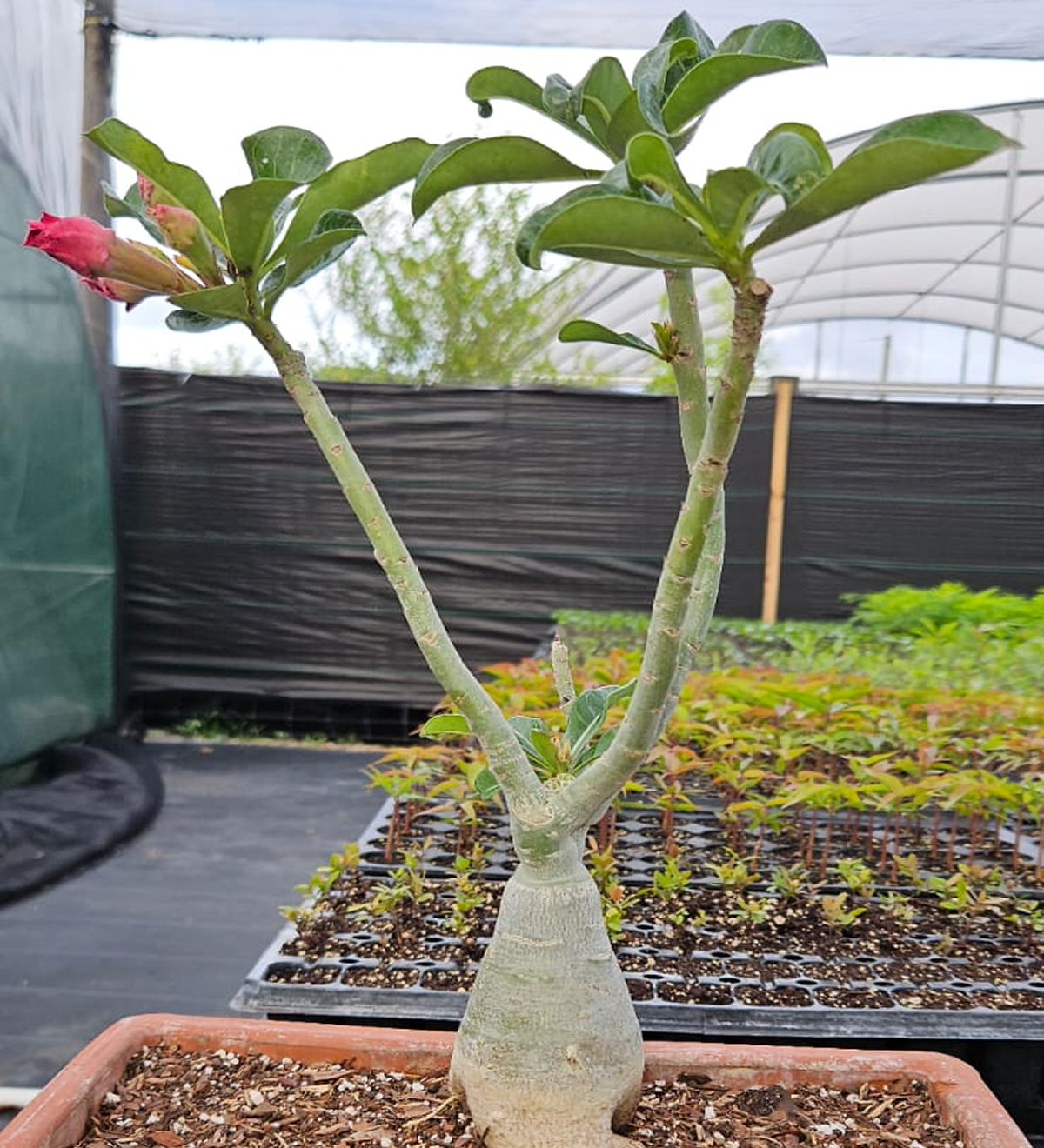 Desert Rose Bonsai