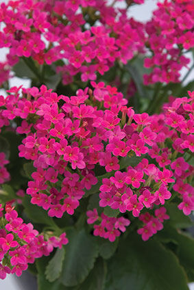 Kalanchoe púrpura
