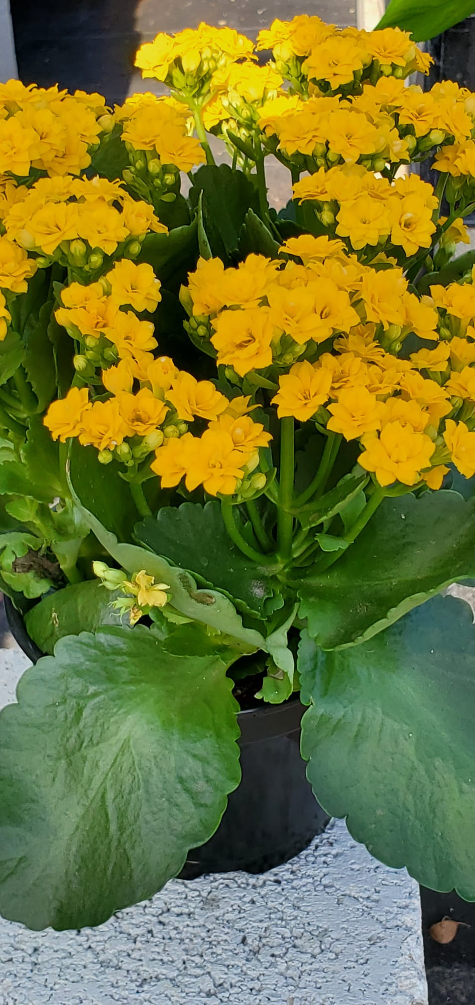 Kalanchoe Yellow