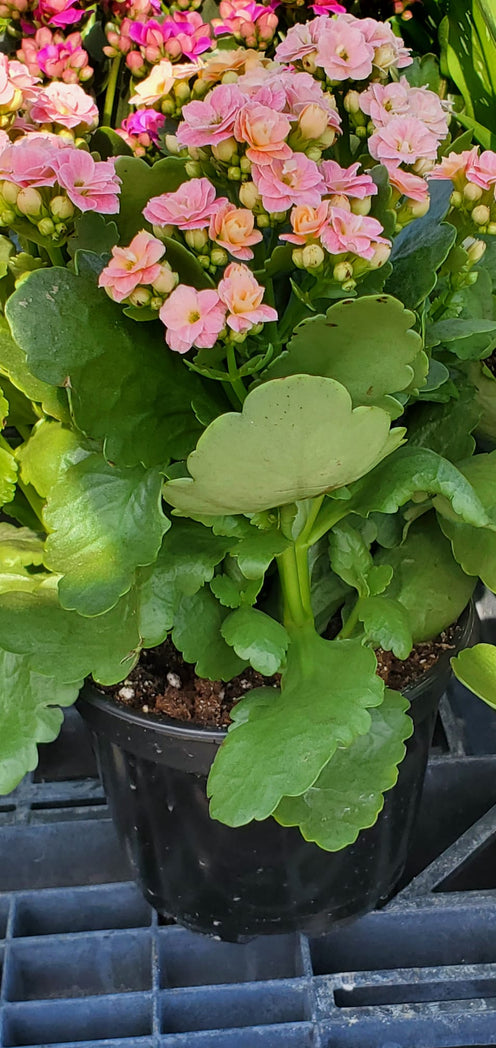 Rosa Kalanchoe