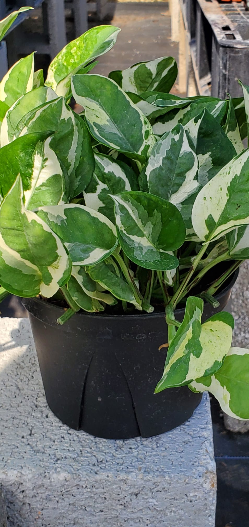 Pothos Jade