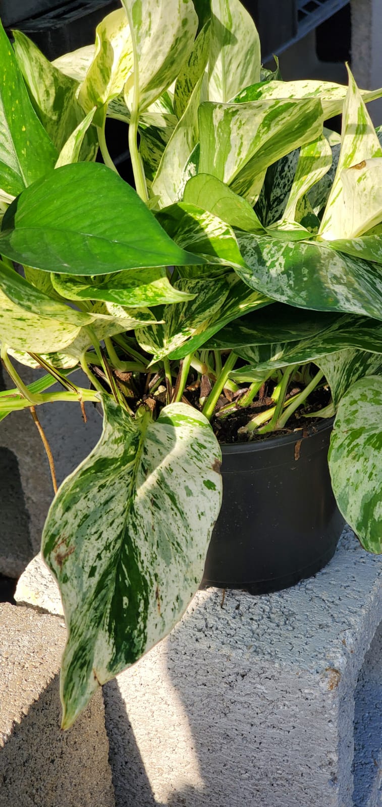 Pothos Pearls