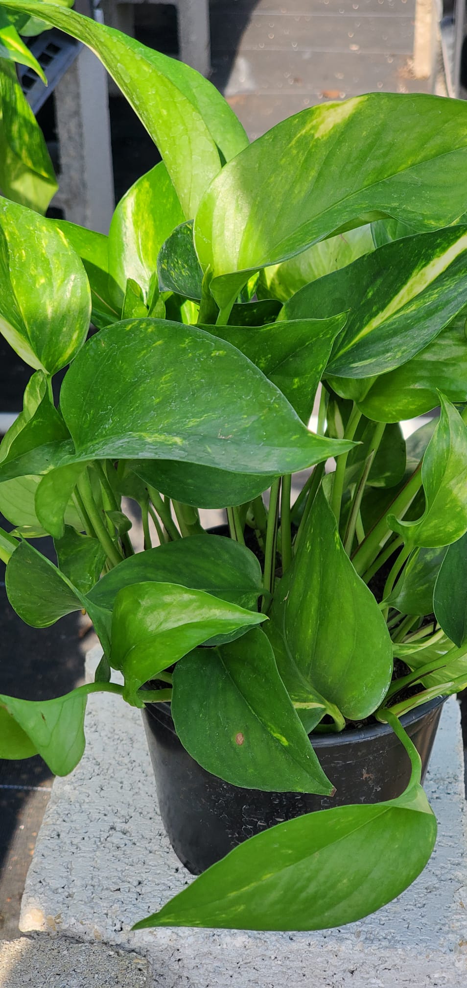 Pothos regular