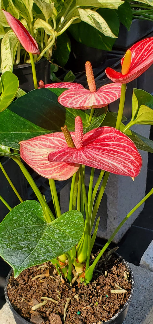 Anturio