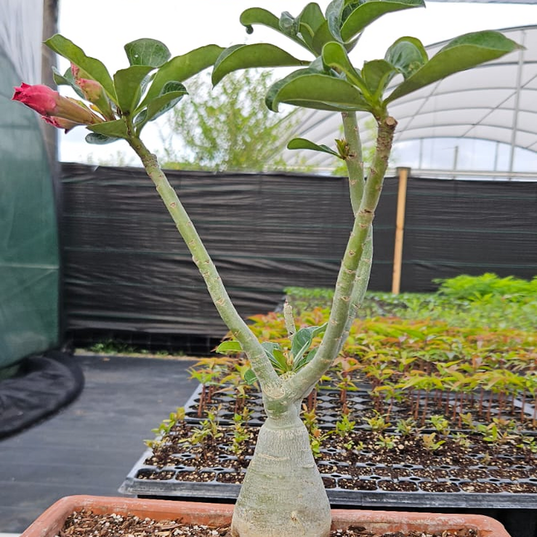 bonsai tree desert rose Desert Rose Bonsai – My Store