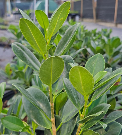 Green Island Ficus