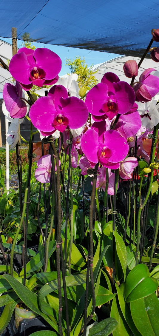 Orquídea Phalaenopsis