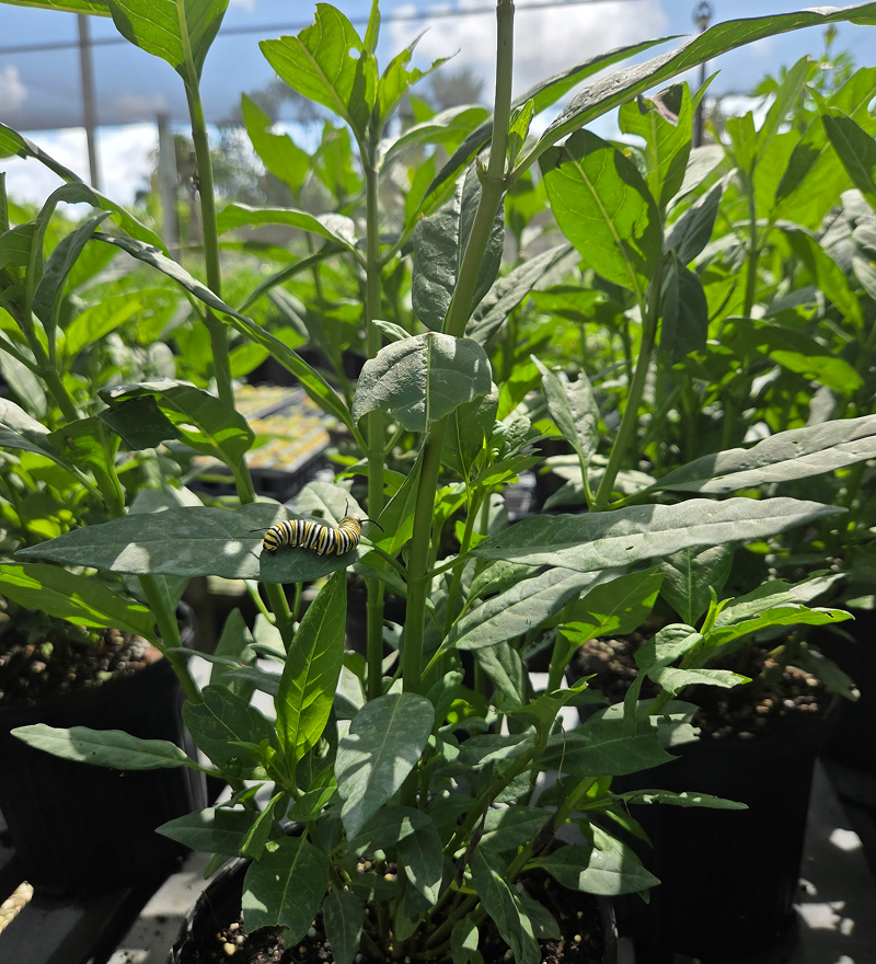 Tropical Milkweed